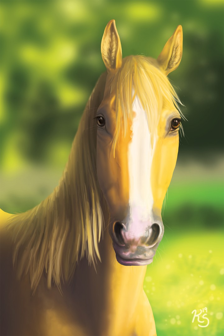 palomino-horse-illustration